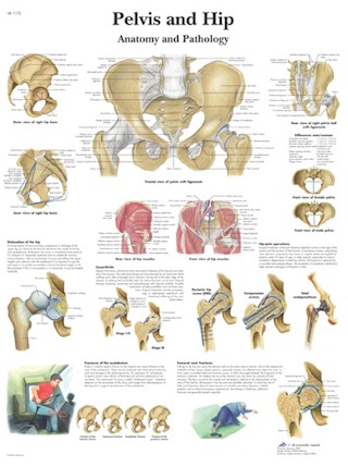 Wandkaart: Pelvis And Hip