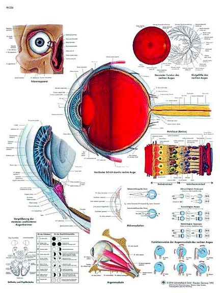 Wandkaart: Human Eye