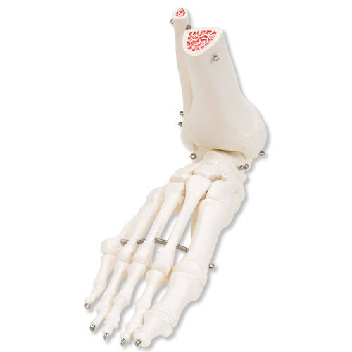 All Products - Squelette Du Pied Avec Tibia&fibula