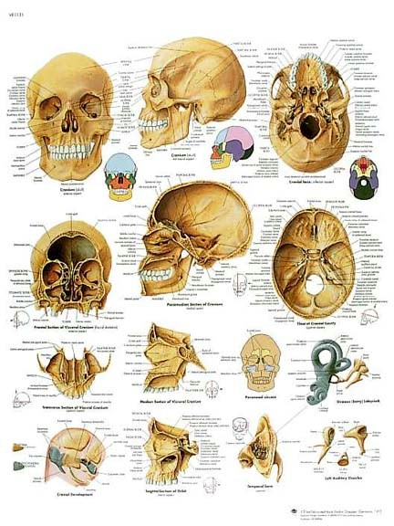 All Products - The Human Skull