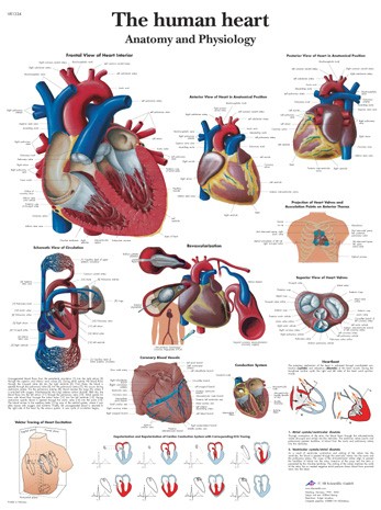 All Products - The Human Heart