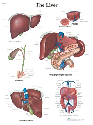 All Products - Wandkaart: The Liver