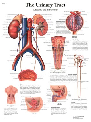 All Products - Wandkaart: The Urinary Tract