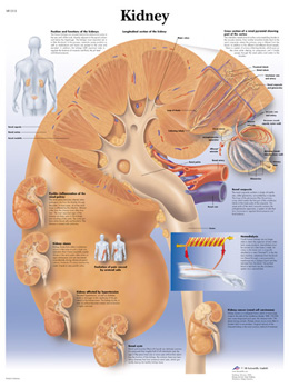 All Products - Kidney