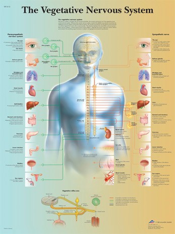 All Products - Wandkaart: The Vegetative Nervous System