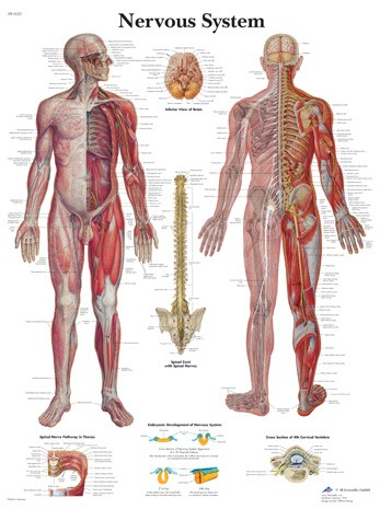 Wandkaart: Nervous System