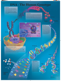 Wandkaart: The Human Genotype